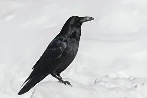 Corax: Raven
