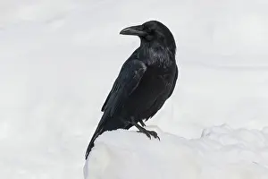 Corax: Raven