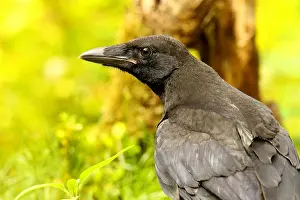 Carrion: Raven crow (Corvus corone), animal portrait, Wilden