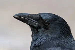 Corone: Raven crow (Corvus corone), animal portrait, Hesse
