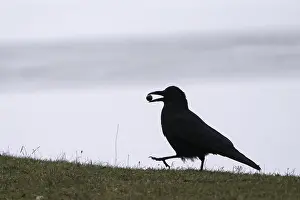 Acorn: Raven crow (Corvus corone) walking in a meadow with