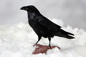 Scavanging: Raven - Eating carrion in winter