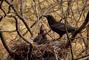 Ravens: Raven - feeding young in nest