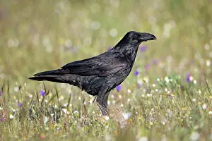 Verde: Raven - in field feeding on carrion Castro Verde