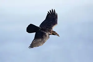Ravens: Raven in flight