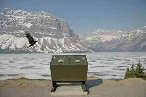 Dustbin: Raven - in flight - looking for food around rubbish bin