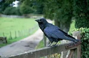 Sinister: RAVEN - ON GATE POST