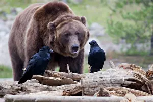 Ravens: Raven