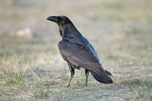 Lee Reszeter: Raven