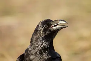 Lee Reszeter: Raven
