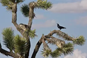 Yucca: Raven - in Joshua Tree (Yucca brevifolia)