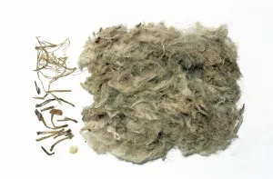 Faeces: Raven - pellet contents