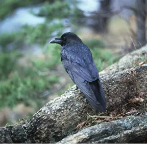Corvids: Raven - perched on rock