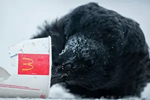 Ravens: Raven searches for food in a McDonald's cup in winter