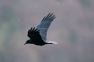 Ravens: Raven in snow