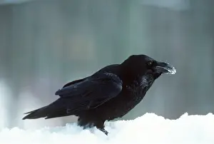 Ravens: RAVEN - in snow