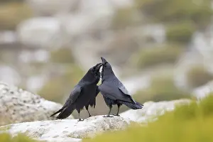 Lee Reszeter: Ravens