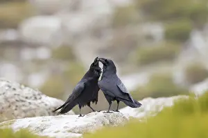 Lee Reszeter: Ravens