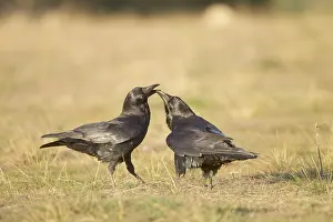 Lee Reszeter: Ravens