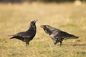 Lee Reszeter: Ravens