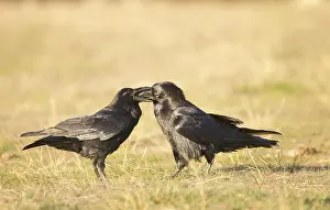 Lee Reszeter: Ravens