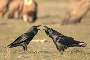 Lee Reszeter: Ravens