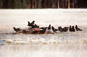 Carcasses: RAVENS - on dead Elk