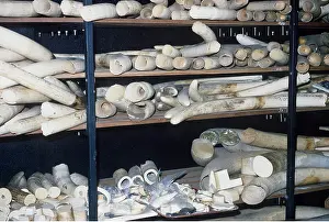 Bone: Raw ivory elephant tusks