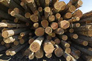 Logging: Raw Logs at Sawmill