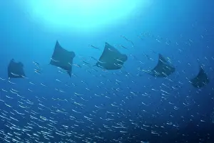 Rays: Five rays (Batoidea) swim past baitfish