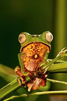 Treefrog: Razor Backed Monkey Frog Phyllomedusa hypocondryialis
