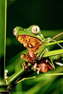 Treefrog: Razor Backed Monkey Frog Phyllomedusa hypocondryialis