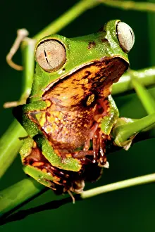 Treefrog: Razor Backed Monkey Frog Phyllomedusa hypocondryialis