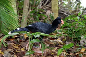 Crax: Razor-billed Curassow