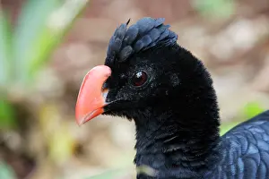 Crax: Razor-billed Curassow