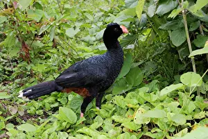 Crax: Razor-billed Curassow