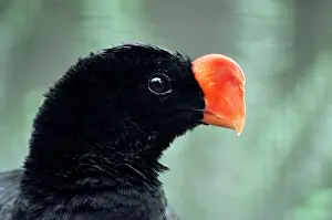Crax: Razor-billed CURASSOW