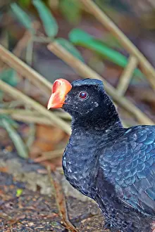 Treated: Razor-billed Curassow formerly treated as a subspecies