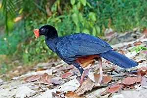 Treated: Razor-billed Curassow formerly treated as a subspecies