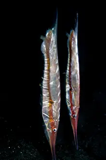 Strigatus: Razor Fish