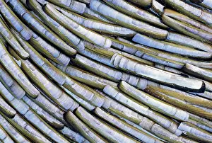 Siliqua: Razor shells