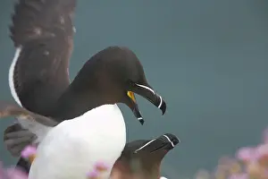 Torda: Razorbill