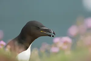 Torda: Razorbill