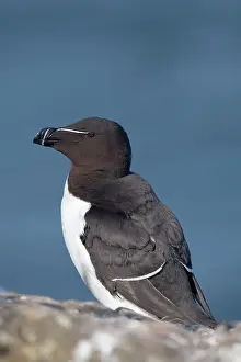 Torda: Razorbill