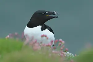 Torda: Razorbill