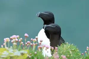 Torda: Razorbill