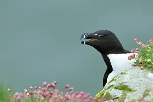 Torda: Razorbill
