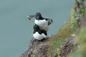 Torda: Razorbill