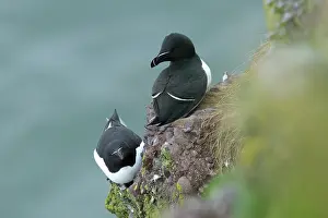 Torda: Razorbill