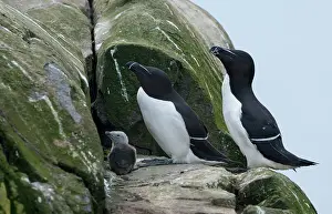 Torda: Razorbill